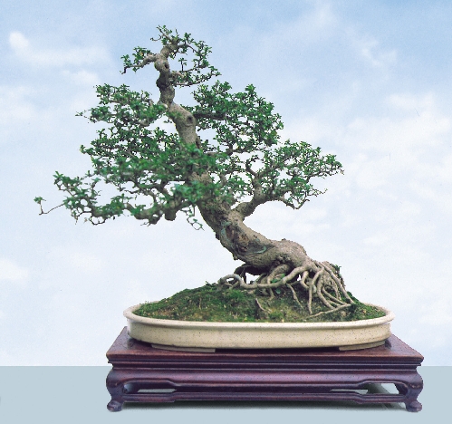 بونسای کارمونا میکروفیلا